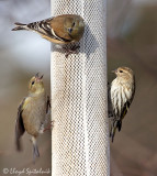 Pine Siskin w/American Goldfinch