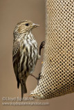 Pine Siskin