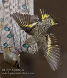 Pine Siskin