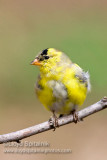 American Goldfinch