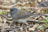 Dark-eyd Junco