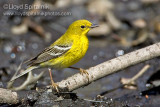 Pine Warbler
