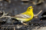 Pine Warbler