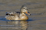 Mallard (female)