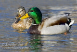 Mallard
