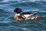 Red-breasted Merganser
