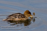 Hooded Merganser