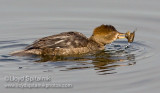 Hooded Merganser