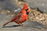 Northern Cardinal