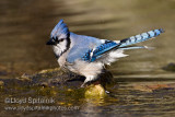 Blue Jay