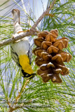 Yellow-throated Warbler