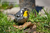Yellow-throated Warbler