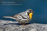 Yellow-throated Warbler