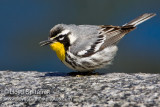 Yellow-throated Warbler