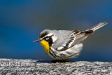 Yellow-throated Warbler
