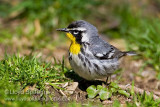 Yellow-throated Warbler