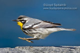 Yellow-throated Warbler