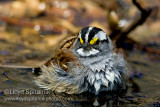 White-throated Sparrow