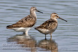 Stilt Sandpiper (right) w/ Lesser Yellowlegs