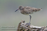 Willet