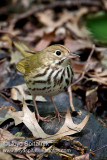 Ovenbird