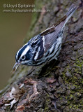 Black-and-white Warbler