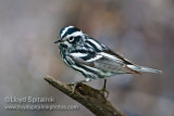 Black-and-white Warbler