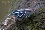 Black-and-white Warbler