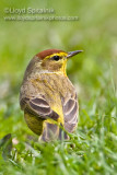 Palm Warbler