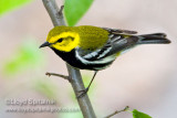 Black-throated  Green Warbler (male)