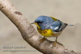 Northern Parula
