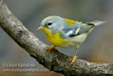 Northern Parula