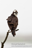 Osprey