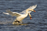 Mute Swan