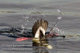 Bufflehead (male)