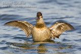 Ruddy Duck (female)