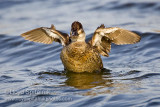 Ruddy Duck (female)