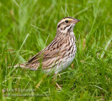 Savannah Sparrow