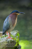 Green Heron