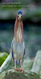 Green Heron