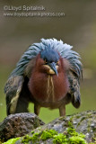 Green Heron