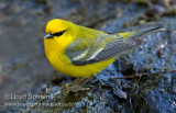 Blue-winged Warbler