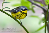 Magnolia Warbler