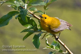 Prothonotary Warbler