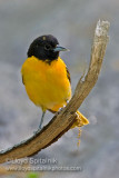 Baltimore Oriole