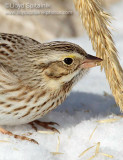 Ipswich Savannah Sparrow