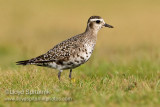 American Golden-Plover