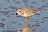 Piping Plover 
