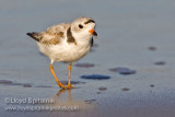 Piping Plover