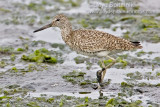 Willet (Eastern breeding)